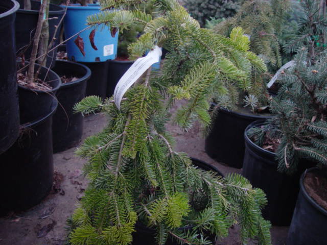 Abies nordmnniana PENDULA-3g Abies nordmnniana PENDULA-3g